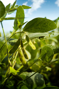 A photo of soybeans